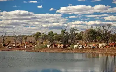 Australia beef production to set new record