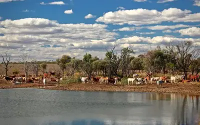 Australia beef production to set new record