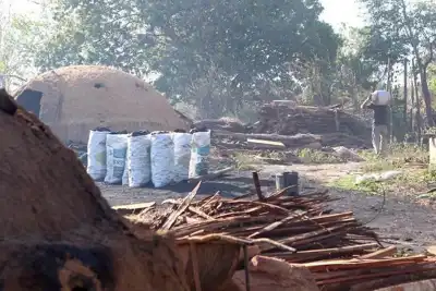 Leather groups call for removal from EUDR scope