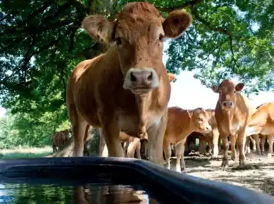 EU reports fall in cattle herd as global figures grow