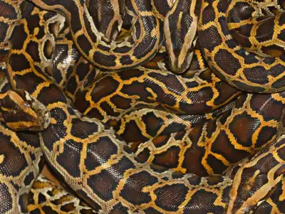 Global study supports sustainable exotic skin trade