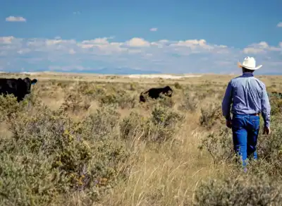 Loans and grazing on conservation areas part of US plan to rebuild herd